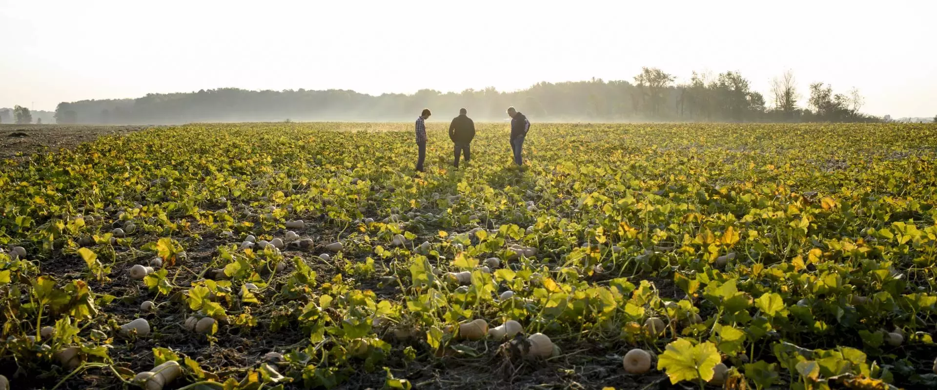 farmersonfield