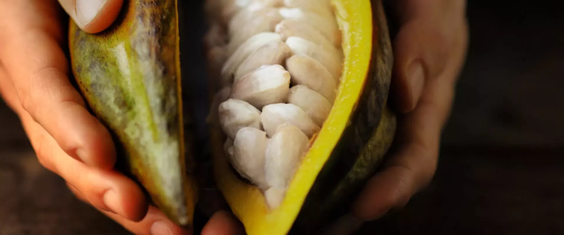 A cocoa fruit held open showing the cocoa beans inside