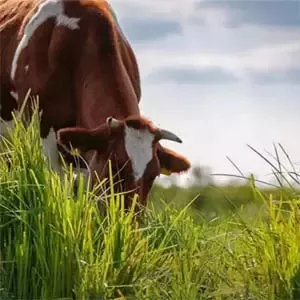 Græssende malkeko