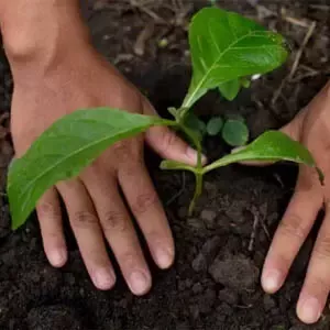 Ung plante i jord